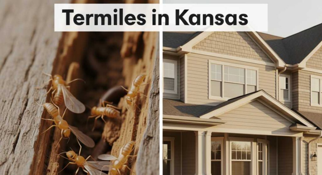 Termites in Kansas
