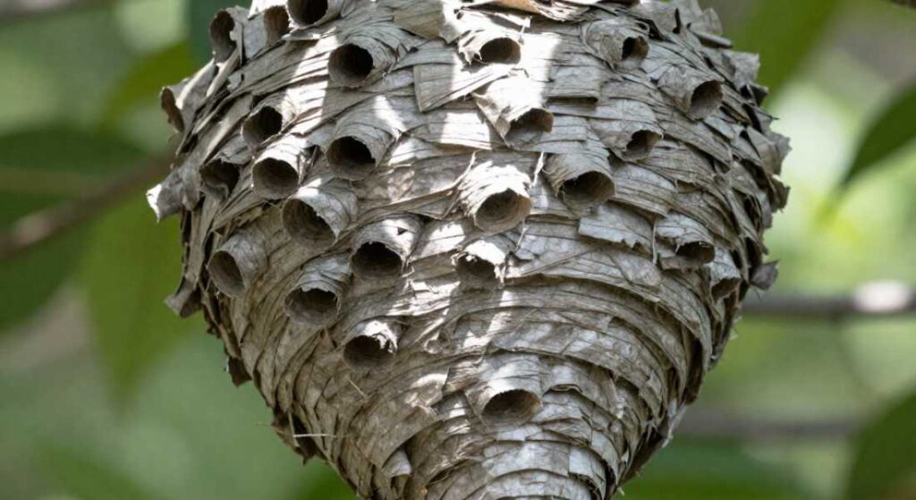 Hornets Nest