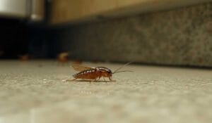 Do Baby Cockroaches Have Wings