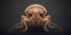 Baby Cockroach vs Ant Larvae