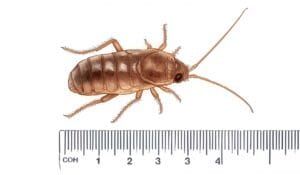 Baby Cockroach vs Ant Larvae