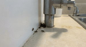 Baby cockroaches in house