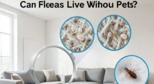 Can Fleas Live Without Pets?