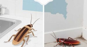 German Cockroach Infestation