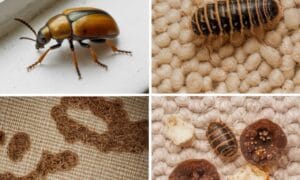 signs of carpet beetles