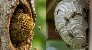Bee Nest vs Wasp Nest