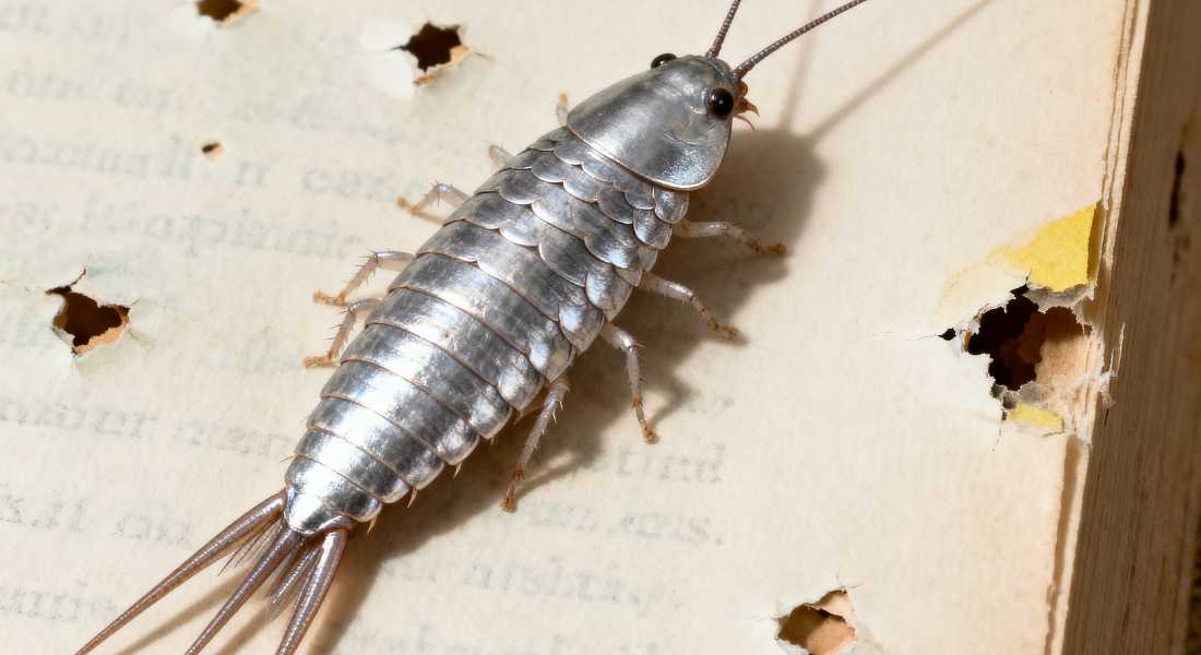 Are Silverfish Harmful
