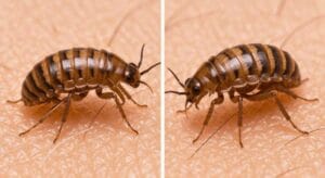 Lice or Fleas