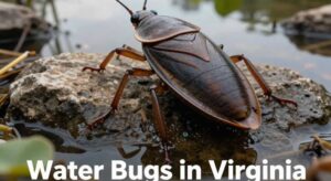 water bugs in virginia